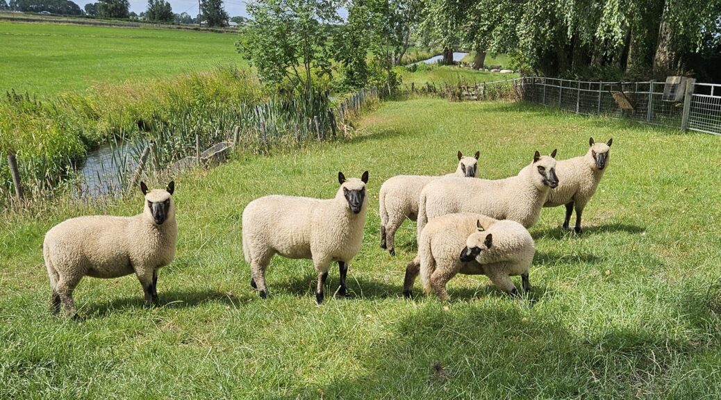 Ooi met lam van Stal Damburgh