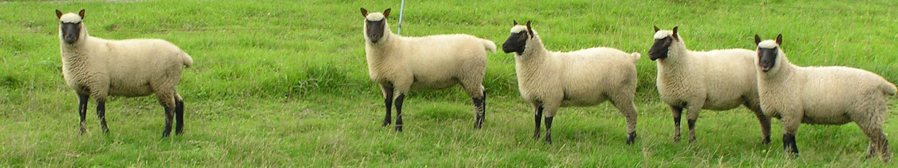 Clun Forest schapenkudde van Stal Damburgh