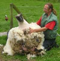 Schapenwol beschikbaar na het scheren